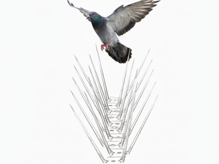 pigeon spikes
